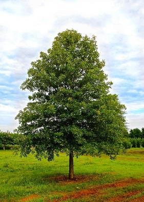 Full sun Zone 5-7 OAK, OVERCUP It is an important tree in difficult urban landscaping situations with uniform branching forming a rounded shape with an open crown.