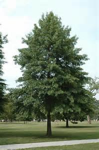 Full to part sun Zone 5-9 OAK, PIN Pin oak is a moderately large tree with normal heights ranging from 70 to 90 feet.