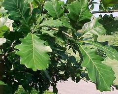 Obovate leaves have large rounded teeth and wavy margins. Leaves are shiny green above but grayish beneath. Leaves turn dark red in fall. Ornamentally insignificant flowers bloom in April-May.