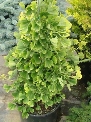 GINKGO, GNOME Gnome will grow 3-4 by 3-4 in 10 years making it an ideal addition in the landscape. Fall colors are bright golden yellows.