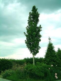 Full sun Zone 3 b GINKGO, PRINCETON SENTRY Princeton Sentry is an all-male cultivar typically growing at maturity to 40-50' tall and 20-30 spread with an upright,