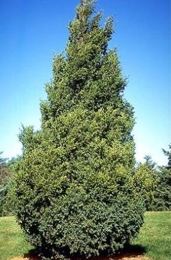 JUNIPER, HETZI COL. This attractive, dark green, columnar Juniper has a dense, tight growth habit and a vigorous growth rate.