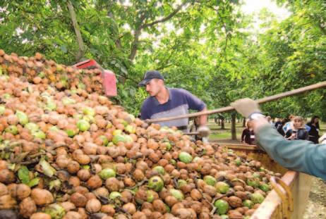 Harvesting, Processing & Grading Nutrition Information GROWING Walnut production takes commitment and patience, and orchards are dedicated solely to walnut production.