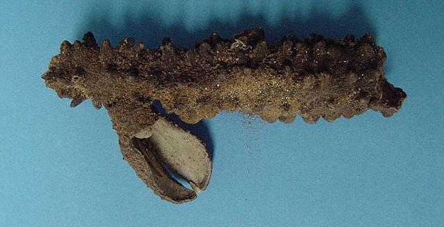 Hydnora triceps in Namibia Figure 3: A young Hydnora triceps bud which failed to develop to maturity, still attached to the pilot root.
