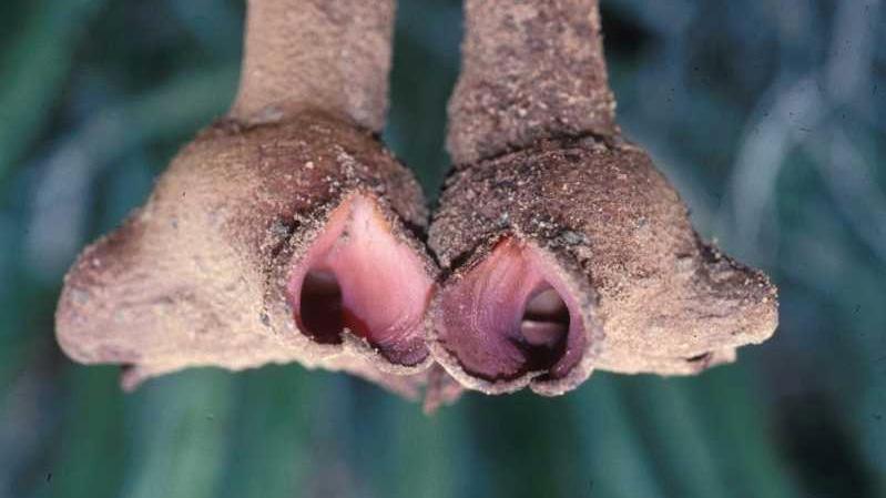 Hydnora triceps appears to have a chamber flower - the androecium is fused into a complex antheral ring leading to a cushion-like stigma located at