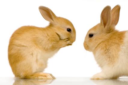 animal testing illegal in US formulas and ingredients were never tested