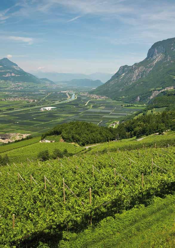The young, stony and well-drained soil originating from the crumbling of local porphyry is ideal for the cultivation of the Pinot Bianco grape variety.