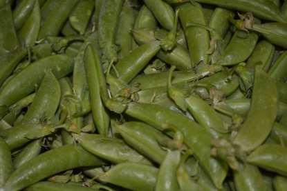 Sugar Snap Peas Sweet-tasting whether raw or cooked, are a cross between garden or shelling peas and snow peas.