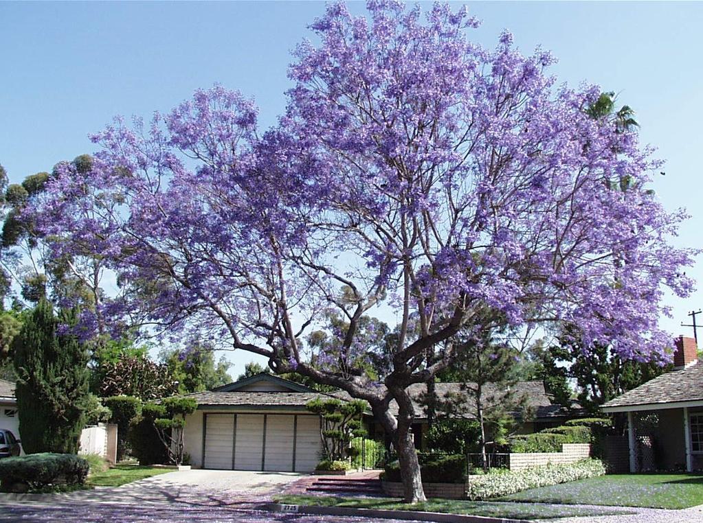 Common Name: Jacaranda Botanical Name: Jacaranda mimosifolia Evergreen tree. Native to Brazil. Grows 25-40 feet high with a spread of 30 feet. Long, fernlike leaves.