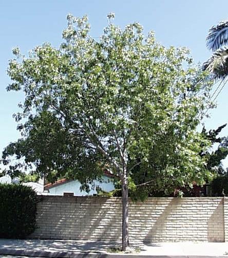 Common Name: Modesto Ash Botanical Name: Fraxinus velutina Deciduous tree. Grows to 50 feet with a spread of 30 feet.