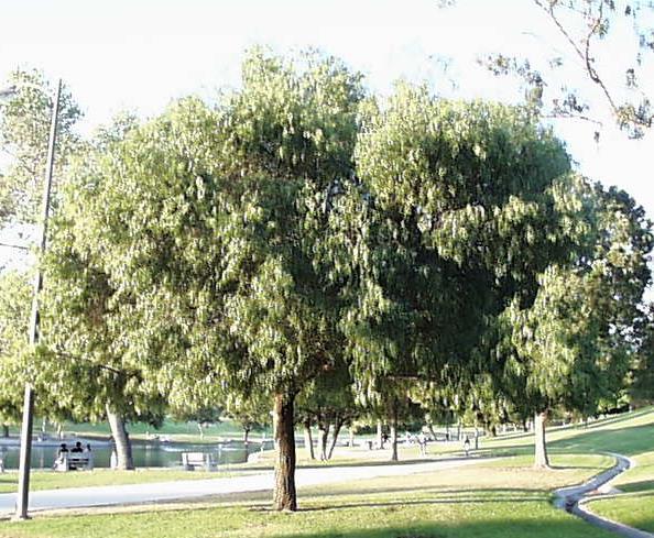 Common Name: Peppermint tree Botanical Name: Agonis flexuosa Evergreen, fast growing tree which grows to 25-30 feet with a spread of 15 to 30 feet. Has narrow willow-like leaves to 6 inches long.