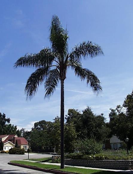 Common Name: Queen Palm Botanical Name: Arecastrum romanzoffianum Evergreen tree with feather palm, medium sized, moderate to fast growing to 50 feet with a spread of 20 feet.