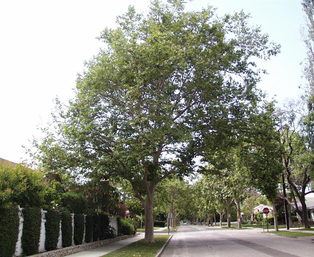 Common Name: Sycamore London Plane Botanical Name: Platanus acerifolia Deciduous, moderate to fast growing tree to 60 feet, with a spread of 30-40 foot.