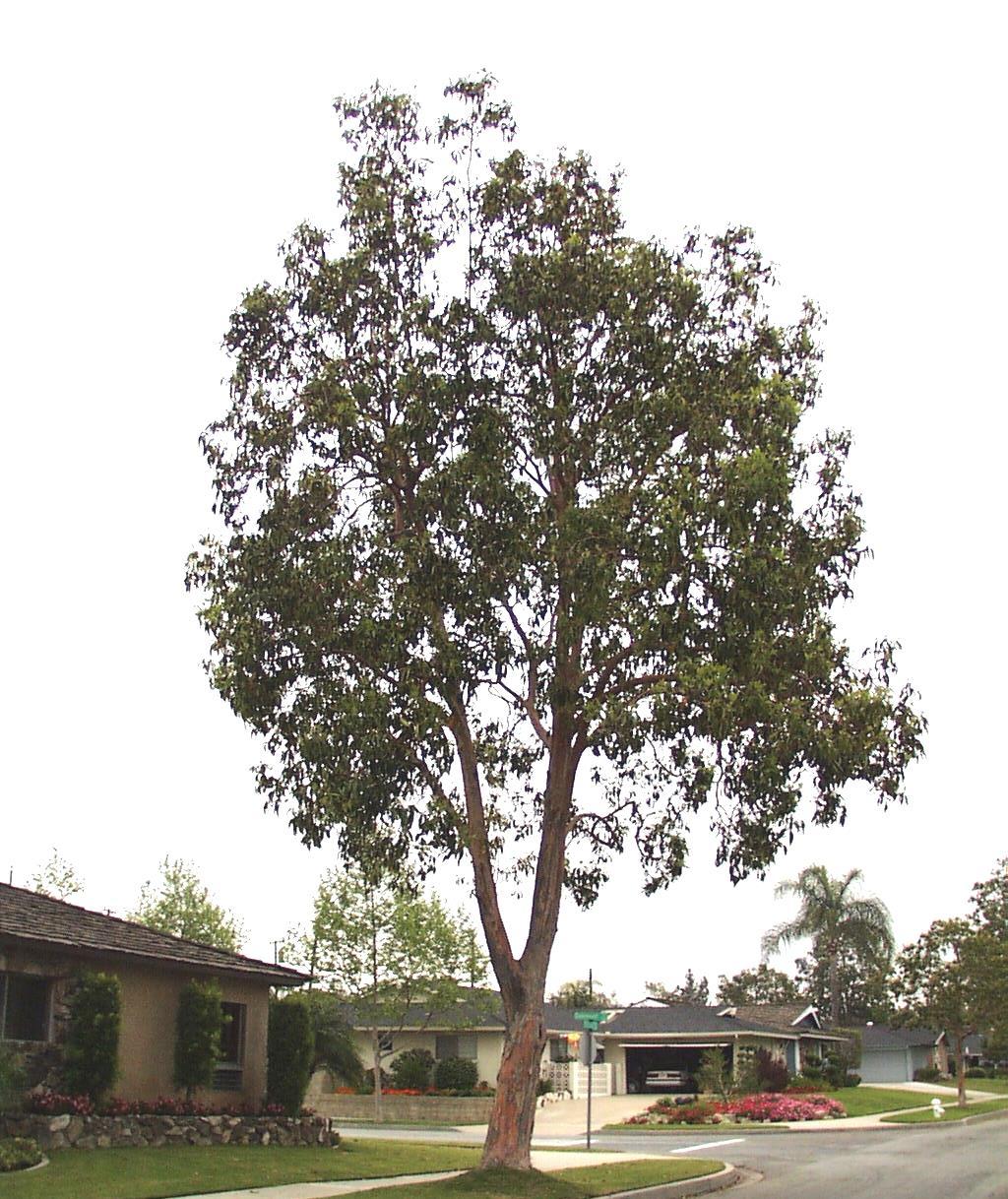 Common Name: Brisbane Box Scientific Name: Tristania conferta Evergreen tree, moderate growth reaching a height of 60 feet or more, with a spread of 40 feet.