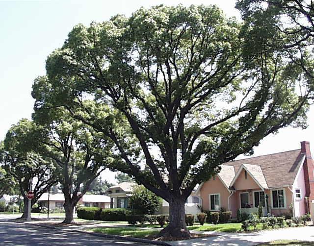 Common Name: Camphor Botanical Name: Cinnamomum camphora Evergreen tree. Slow to moderate growing to 50 feet or more with a spread of 50 feet. Strong structure.