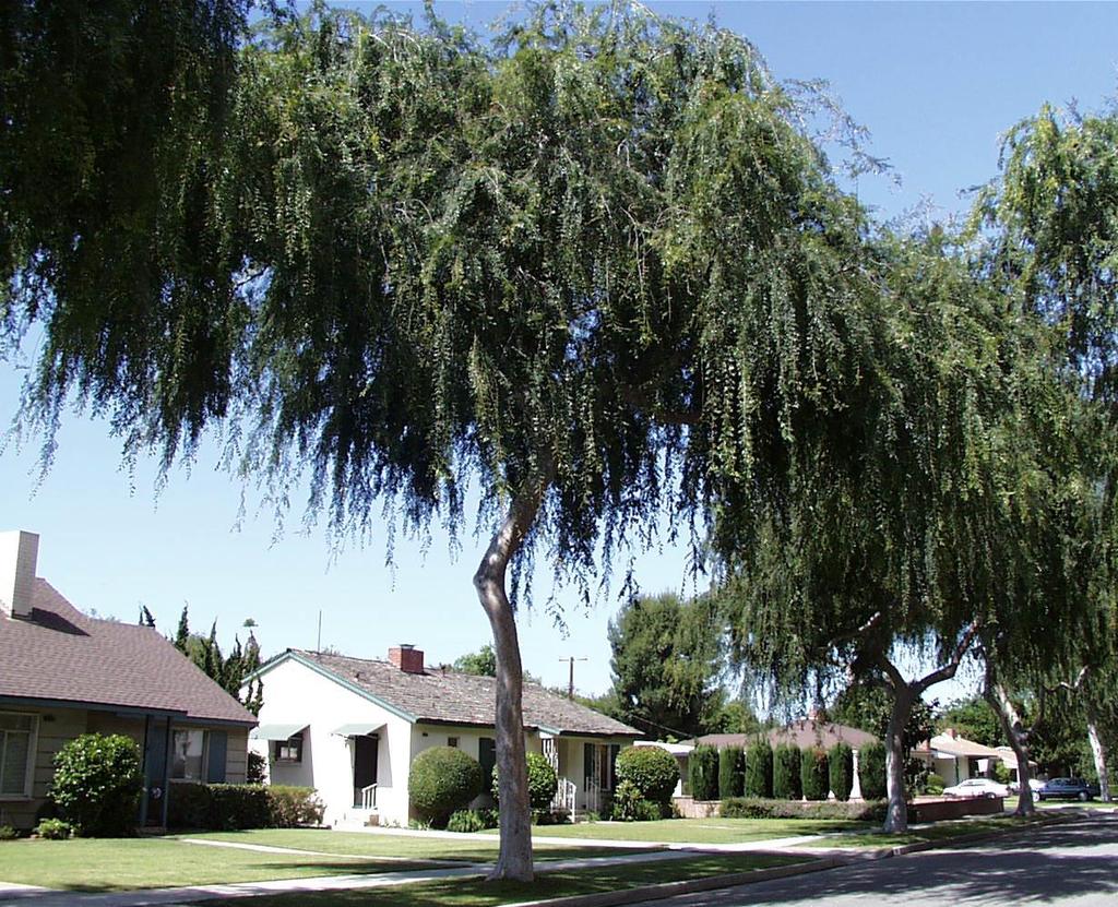 Common Name: Chinese Elm Botanical Name: Ulmus parvifolia Evergreen tree. Fast growing tree to 60 feet with a spread of 70 feet.