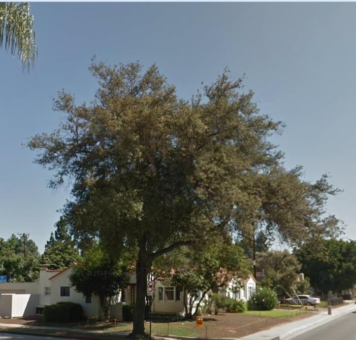 Common Name: Coast Live Oak Botanical Name: Quercus agrifolia Evergreen, round-headed wide spreading tree grows 20-70 feet.