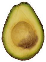 Stem End Rot What we know about the avocado fruit What we know