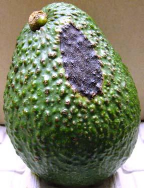 A. B. Figure 9. Examples of sunburned avocados. A. Sunburn that occurred when the fruit was on the tree. B. Sunburn that occurred after harvest, typically from the top of an uncovered bin.
