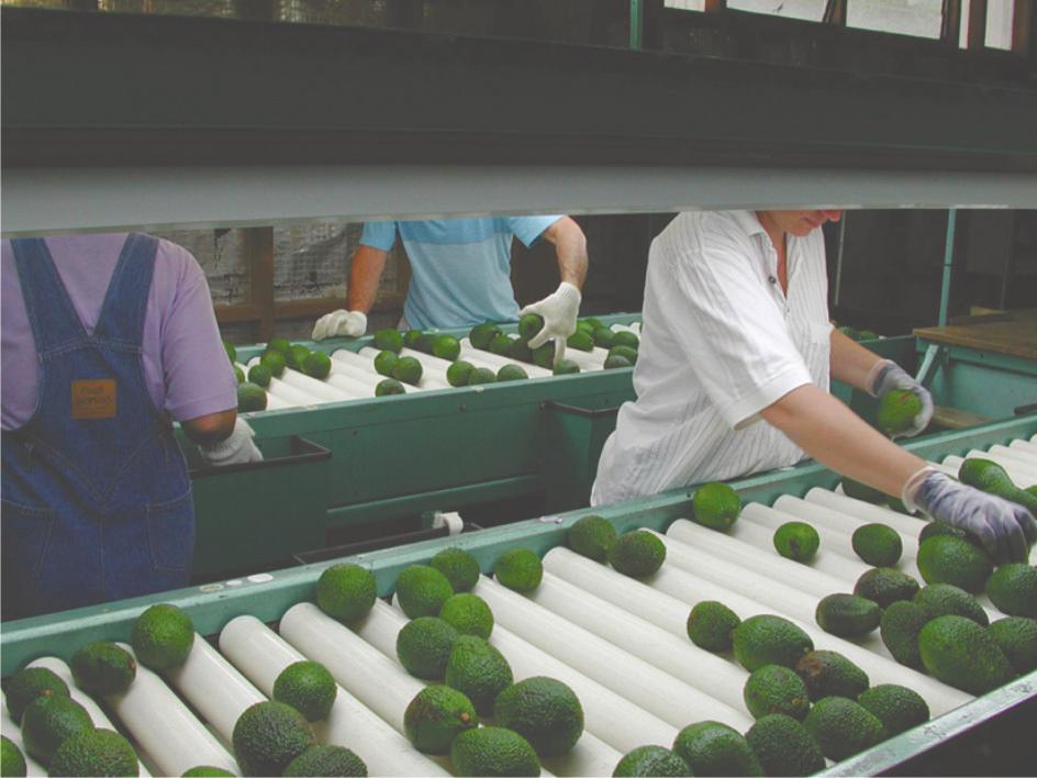 Postharvest Handling Avocado Growers Manual Trained grading staff inspects individual fruit for external defects and cull out any fruit found not complying with the Avocado Industry Export Grade