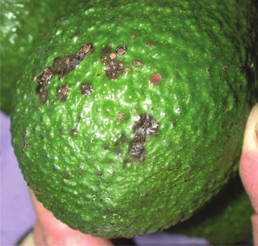 Postharvest Handling Avocado Growers Manual Condensation weakens packaging with the water being absorbed into the wood or cardboard.