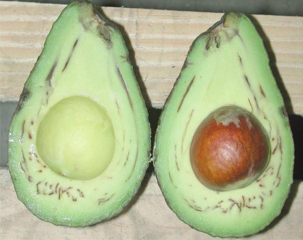 The incidence and severity of rot development in a line of fruit will often determine the shelf life of the fruit.