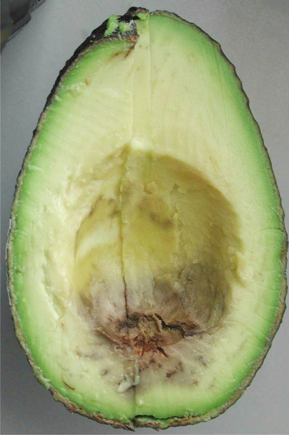 Avocado Growers Manual Postharvesting Handling Bruising Flesh discolouration Uneven ripening: is where areas of flesh around the seed remain hard as the fruit ripen.