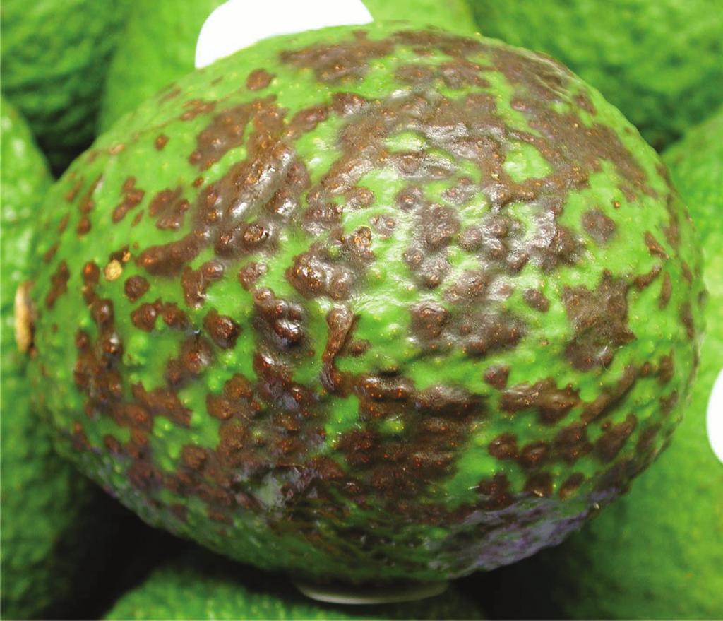 Avocados ripened at temperatures above 20 C can also have a high incidence of uneven ripening. Chilling injury: can occur as an injury to the skin of the fruit and as a blackening of the flesh.