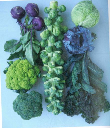 Biennials Grown as Annual Leafy Crops-Cabbage and Its Relatives Foods in the Brassicaceae (mustard family) have pungent flavor from mustard oil glycosides (glycosinolates).