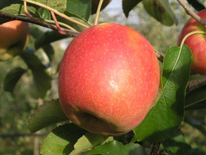 European practices for storage of Pink Lady apples! Good practice at harvest and during storage.! Alternatives to SmartFresh SM :!