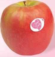 How to obtain a good Pink Lady apple? - Quality of the fruits: Pink Lady apples have a great potential regarding to this point.