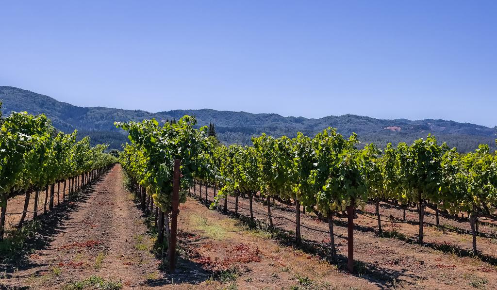 Bommarito Ranch R utherford AVA - N apa Valley A golden opportunity to acquire Napa Valley s historic Bommarito Ranch in the Rutherford AVA.