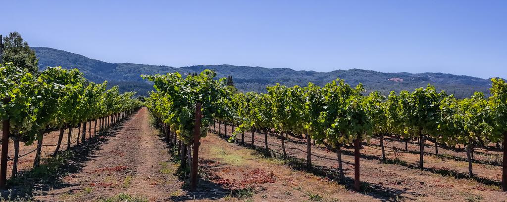 Bommarito Vineyard The History The Bommarito Vineyard is located on Galleron Road in the Rutherford Appellation of the Napa Valley.