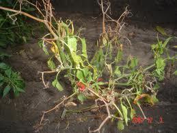 Fruit rot may also occur on the fruits after harvest and cause decay of fruits. It has become a major constraint to chilli fruit production.
