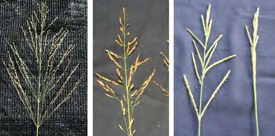 SS-AGR-363 Identification and Control of Johnsongrass, Vaseygrass, and Guinea Grass in Pastures 1 H. Smith, J. Ferrell, and B.