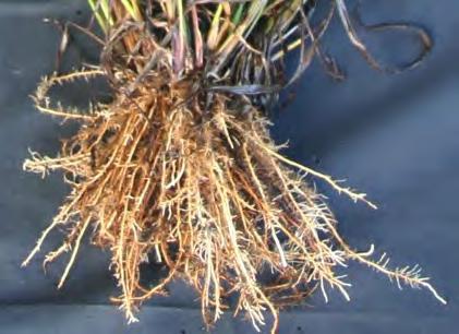 Vaseygrass Impose (bermudagrass only): Vaseygrass control can be accomplished by using 6 8 ounces per acre.