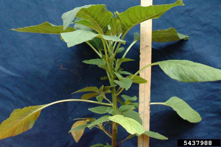 Palmer Amaranth (Amaranthus palmeri) J. Bosques, UF/IFAS Extension Marion County Palmer amaranth, or pigweed is an aggressive weed, invasive and highly prolific.