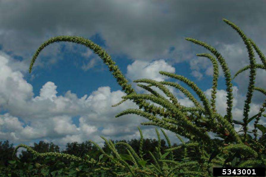 Palmer amaranth has become one of the major invasive weeds in Florida thanks to its ability to produce huge amounts of seed.