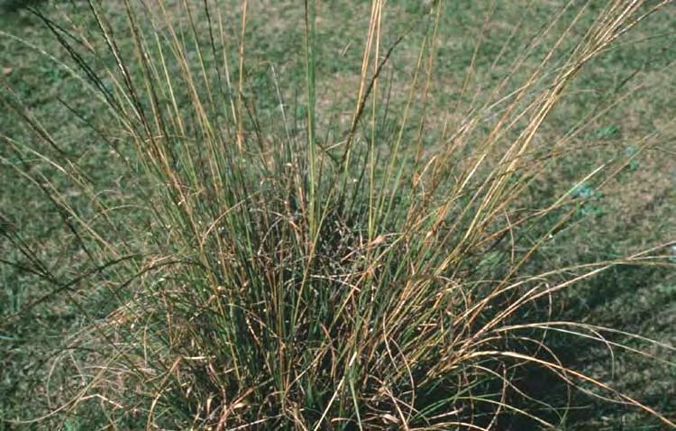 Smutgrass, small (Sporobolus indicus) and large (Sporobolus indicus var. pyramidalis) C.
