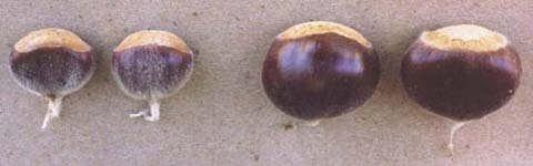 small, 1/2 to 1 inch in diameter Tips of American chestnuts are pointed Nuts are hairy over 1/3 to 2/3 of length from pointed end Vascular bundles in a sunburst pattern on hilum end 2 to 3 nuts
