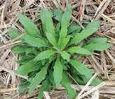 Weeds 14 Horseweed Latin name: Conyza canadensis General information: Typical emergence from October through May. For best management in wheat, scout for horseweed from October through April.