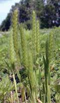 Little barley can be controlled or suppressed with some herbicides in wheat.