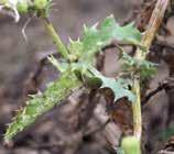 For best management in wheat, scout for sowthistle from November through May.