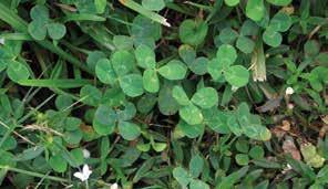 White clover Latin name: Trifolium repens General information: Prolific weed with typical emergence from September through May.