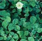 Optimum timing of herbicide application for white clover control in wheat is in the fall and/or spring.