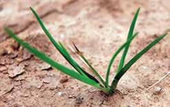 Flowering bluegrass plant Optimum timing of herbicide application for annual bluegrass control in wheat is in the fall and/or early spring.