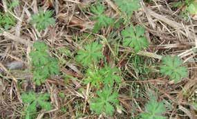 Weeds 8 Carolina geranium Latin name: Geranium carolinianum General information: Typical emergence from October through March.