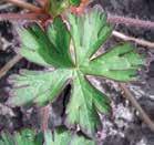 Optimum timing of herbicide application for Carolina geranium control in wheat is in fall and early spring.