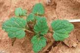 Henbit Latin name: Lamium amplexicaule General information: Prolific weed with typical emergence from September