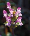 Henbit can be controlled with certain herbicides in wheat.